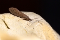 Une femelle (Trichoptre - Psychomyiidae - Tinodes waeneri) (G) 